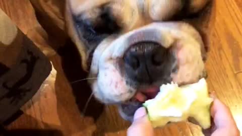 bulldog puppy loves apples