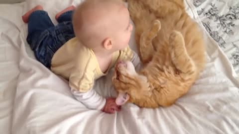 Cats Meeting Babies for the FIRST Time