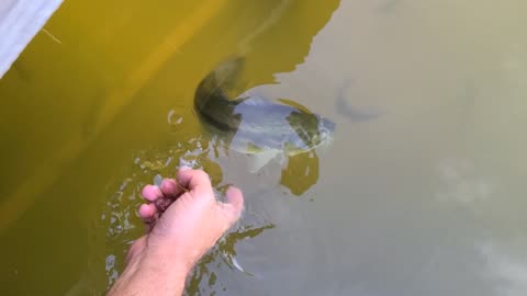 Slow Motion Fish Release