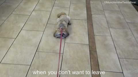 Munchkin the cute Shih Tzu doesn't want to leave!