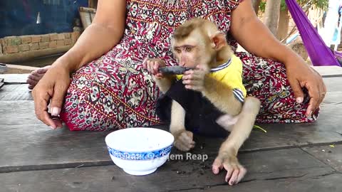 mother teaches monkey how to use spoon (cute)