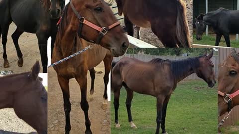 NEW: Horses saved from slaughter by Amazing Grace
