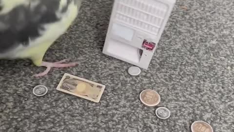 Cute Cockatiel Puts Money In Machine