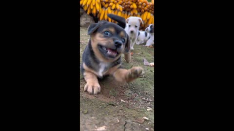 The puppy wants to pass on his happiness to you