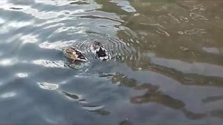 Ducks swimming in the lake