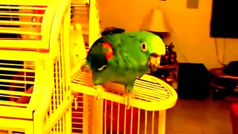 Talking,SINGING Laughing Funny Smart Clever #Parrots Viral Video Compilations