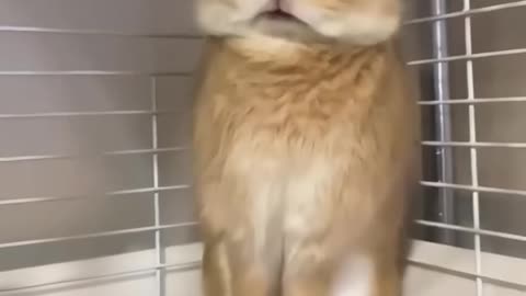 Most funny rabbits laughing