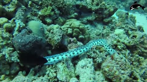 Octopus, Moray Eel Are Extremely Scary Dangerous Hunting | You Should Watch This Video !