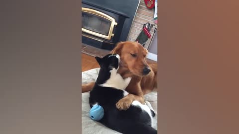 Cat Licking the Dog
