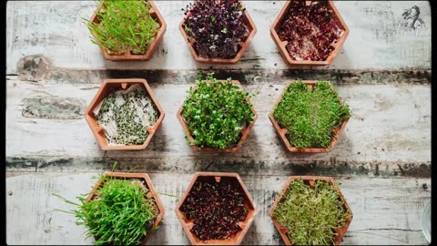 #35 Grow Vegetables Indoors Microgreens & Sprouts - From Seed to Harvest