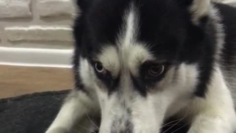 husky gnaws a bone and growls at a cat