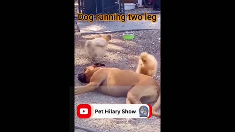 New Funny Animals 😄 Funniest Dogs reaction 2024 😹🐶 Part 6