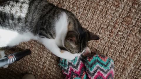 Cute tabby cat nibbles and scratches at colorful slippers on home carpet