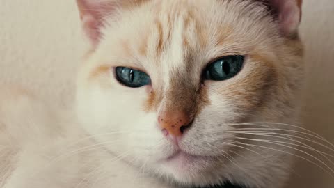 White, blue-eyed cat