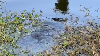 Returning A Turtle To Its Home