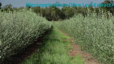 Oleuropein (from Olive Leaf Extract)