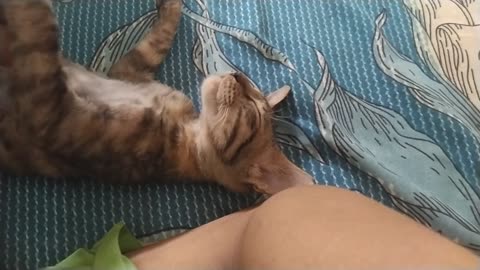 Cute cat 😸 sleeping 😴