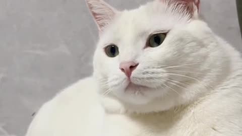 Fanny Cat Video And Cute Cat Video