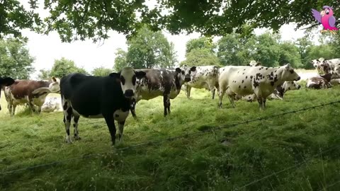 Cow Video 🐮 Cow mooring and crayzing in a field