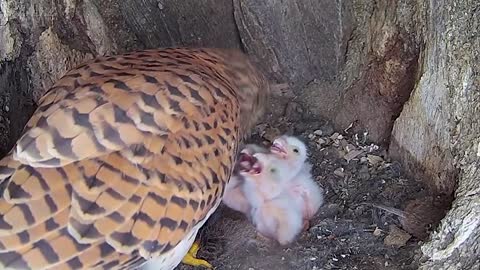 Kestrel Chicks All Alone After Mum Disappears-4