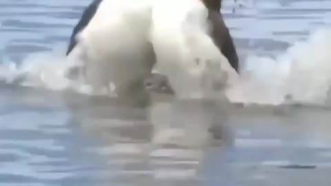 Harlequin duck showing their Act in water