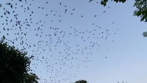 the bird ballet