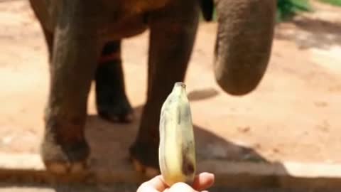 Feeding an elephant