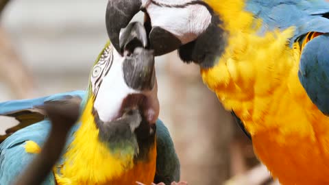 Bird parrot ara father