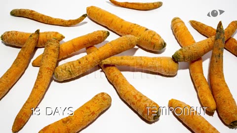 Carrots Timelapse