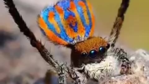 THE DANCING RAINBOW PEACOCK SPIDER DANCE