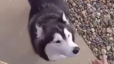 Delivery Guy Plays With Cute Husky And Gives Him Treat.