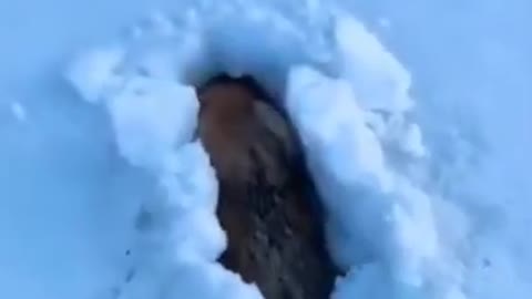 Cute Dog Digging in a Snow!