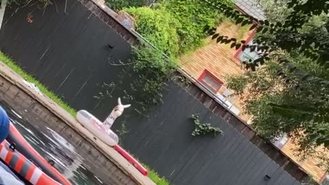 Husband Saves Neighbor's Husky from Drowning