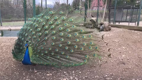 Music to Relax-Peacock-Nature / Música para Relaxar-Pavão-Natureza