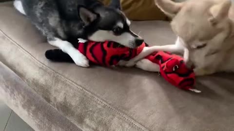 Sassy Alaskan Klee Kai Argue Over New Toy - Sharing Is Caring 😉