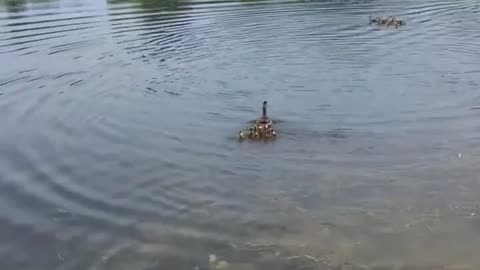 Mother Appears To Adopt A Family Of Ducklings In Addition To The Ones She Already Has