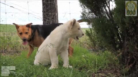 Dog and lion cub are best friends