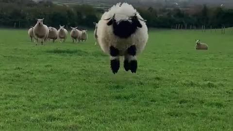 BoPeep the sheep wants to wish you a happy stpatricksday from his home in Limerick, Ireland 💚☘️🇮🇪