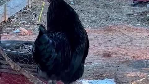 Black rooster learning to cock-a-doodle!