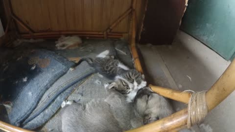 Kitten wanna play with newborn husky puppy