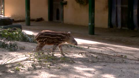 Adorable Baby Tapir