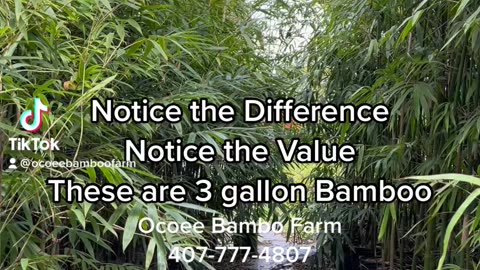 Huge 3 Gallon Graceful Bamboo