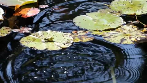 saw a frog jumping on a lotus leaf