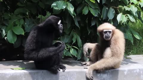 Funny hoolock Gibbon-hoolock funny animals human like animals chimpanzee monkey