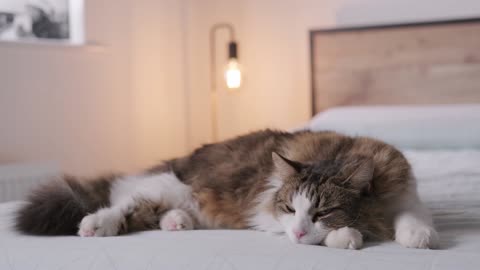 Pawsitively Adorable: Watch These Cats Master the Art of Sleep!