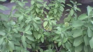 Vários pés de hortelã no jardim botânico, uma planta medicinal [Nature & Animals]