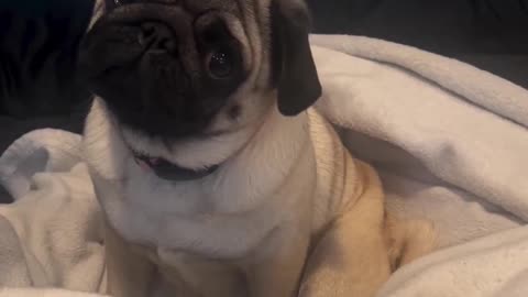 Funny Pug video compilation