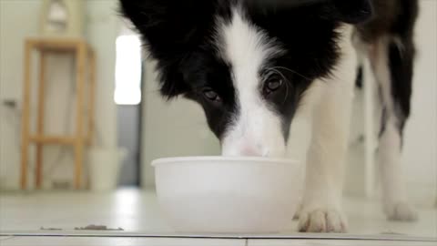 Dog White drinking pet food