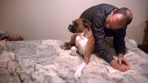 Guilty Boxer Dog Hides Under His Human