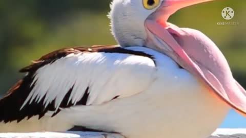 Why Some Animals and Even Humans Hate Pelicans